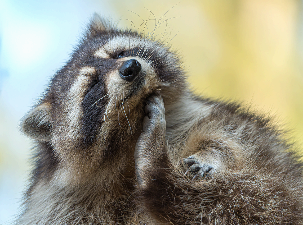 야생동물 보호와 생태계 보존