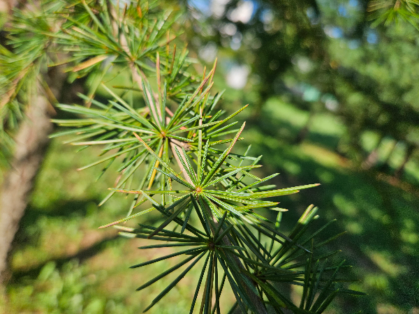 히말라야시다 잎