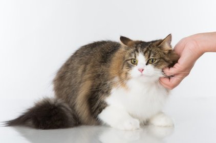 쓰다듬어지는 긴 털의 고양이.