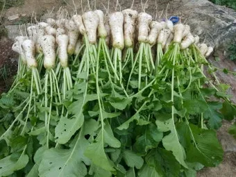 알타리무 파종시기 핵심 포인트_27