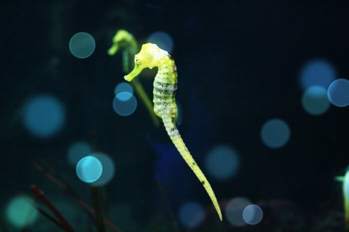 어항안에서-헤엄을치는-해마