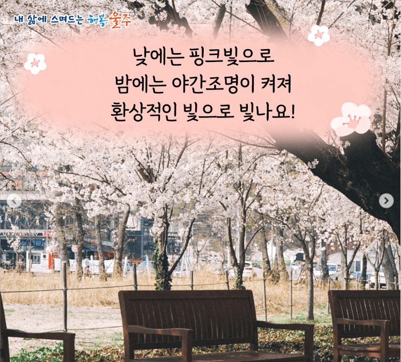 2024 울주작천정 벚꽃 축제