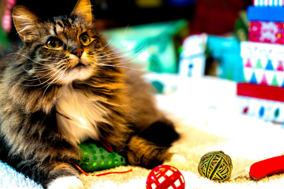 SNS 핫한 고양이 장난감 매장 총정리