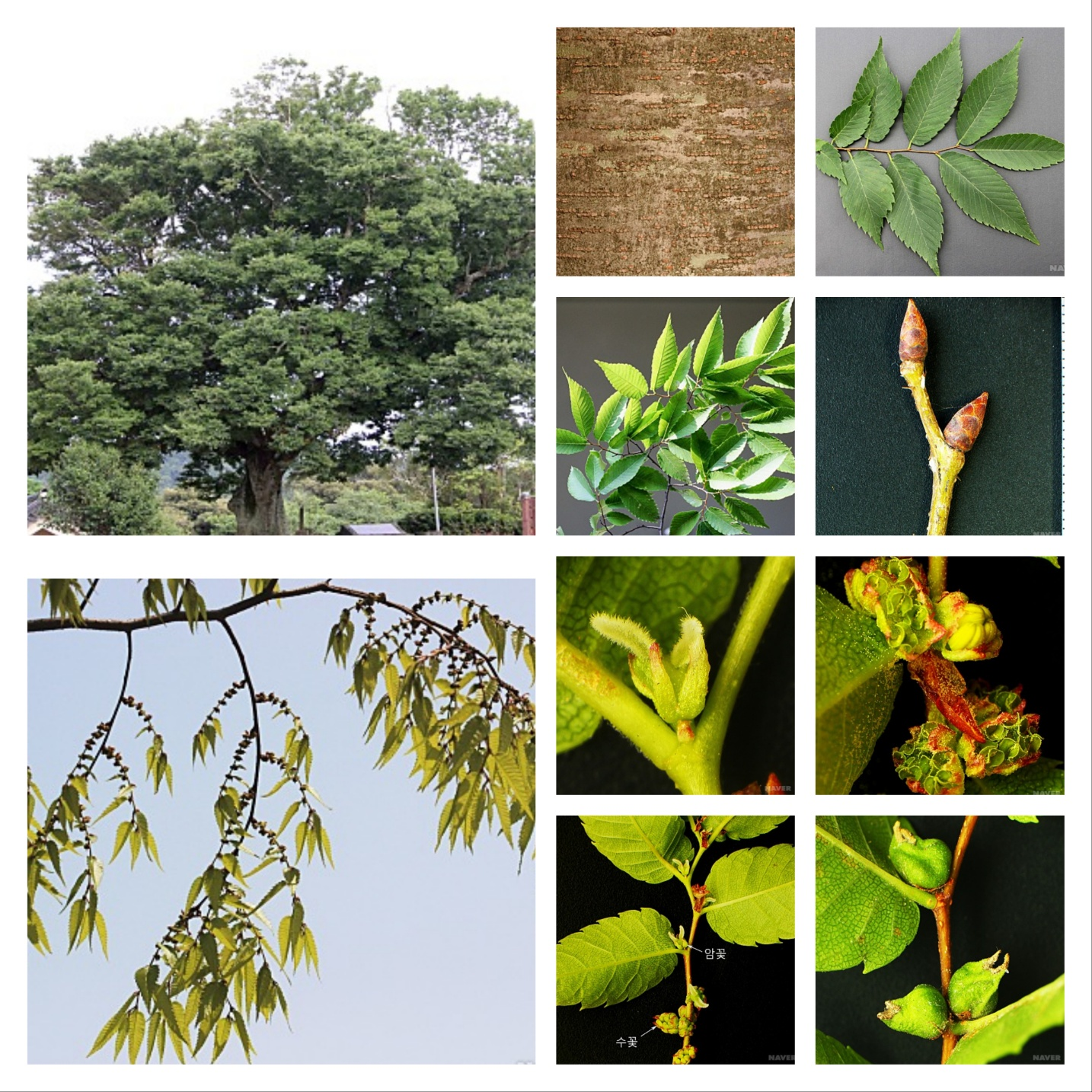 느티나무-한국식물학회 안진홍