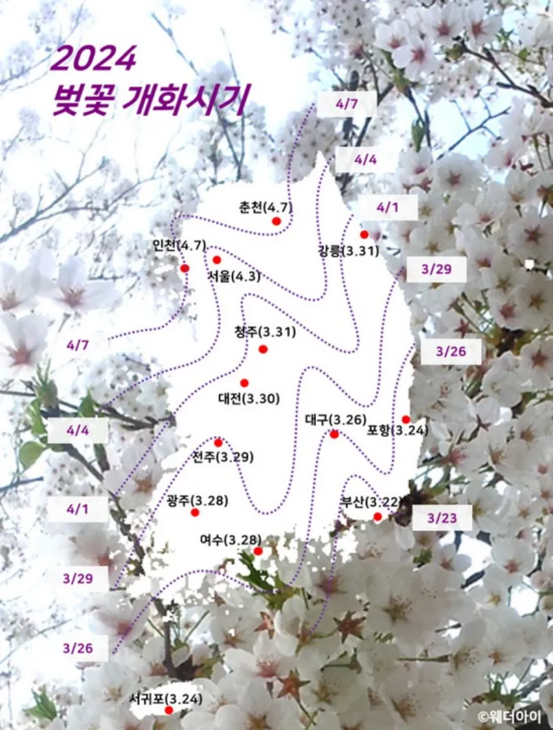 24년도 벚꽃 개화시기