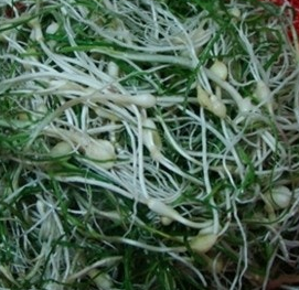 달래 효능 부작용 뿌리 고르는법