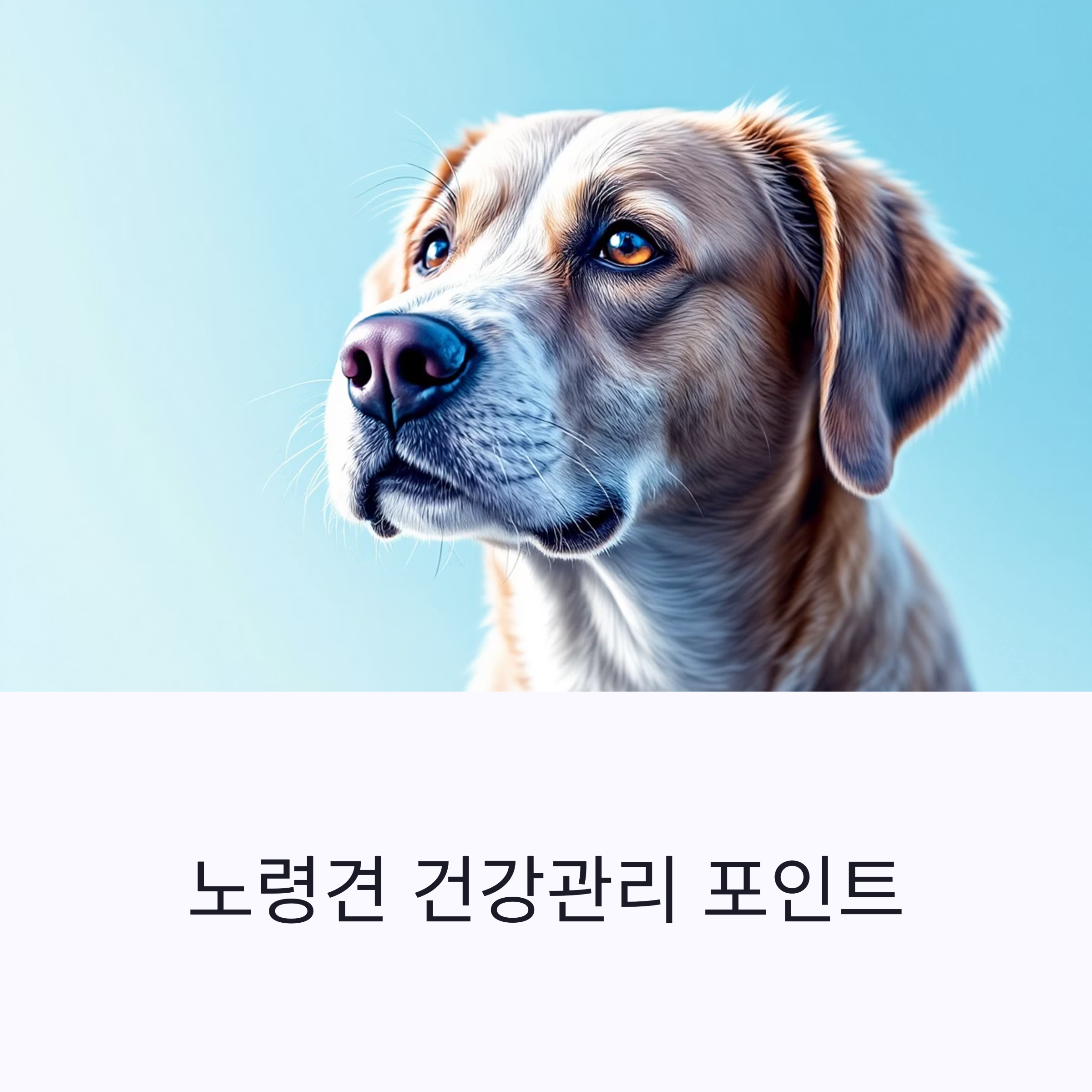 노령견 건강관리 포인트