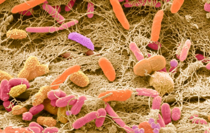 마이크로 바이옴 4000억 규모 범정부 신사업
