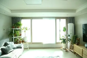 창가 식물 관리 직사광 차광요령 물주기 시간대 잎타는 현상 예방_3