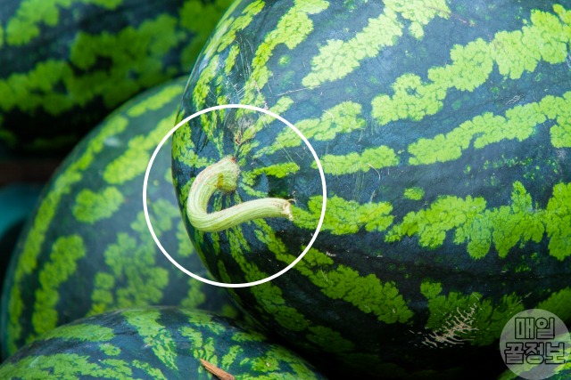 맛있는 수박 고르는법, 잘익은 수박 고르는법, 마트 수박 꼭지, 생활꿀팁