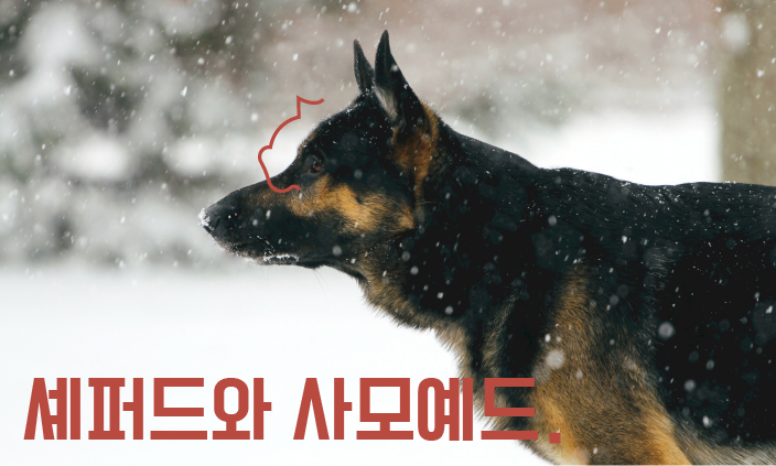 아기와-강아지