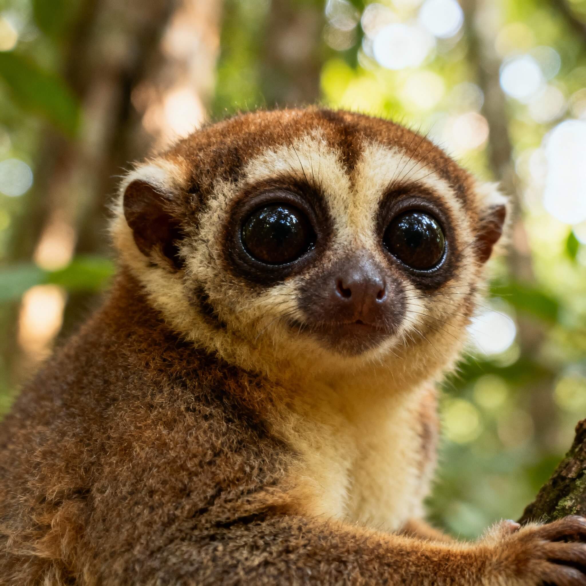 슬로 로리스(Slow Loris) 반려동물 관리법 &mdash; 기초부터 심화까지