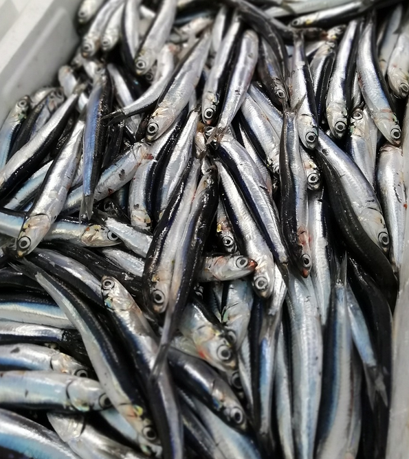 남해 멸치털이, 바다 위의 마지막 춤