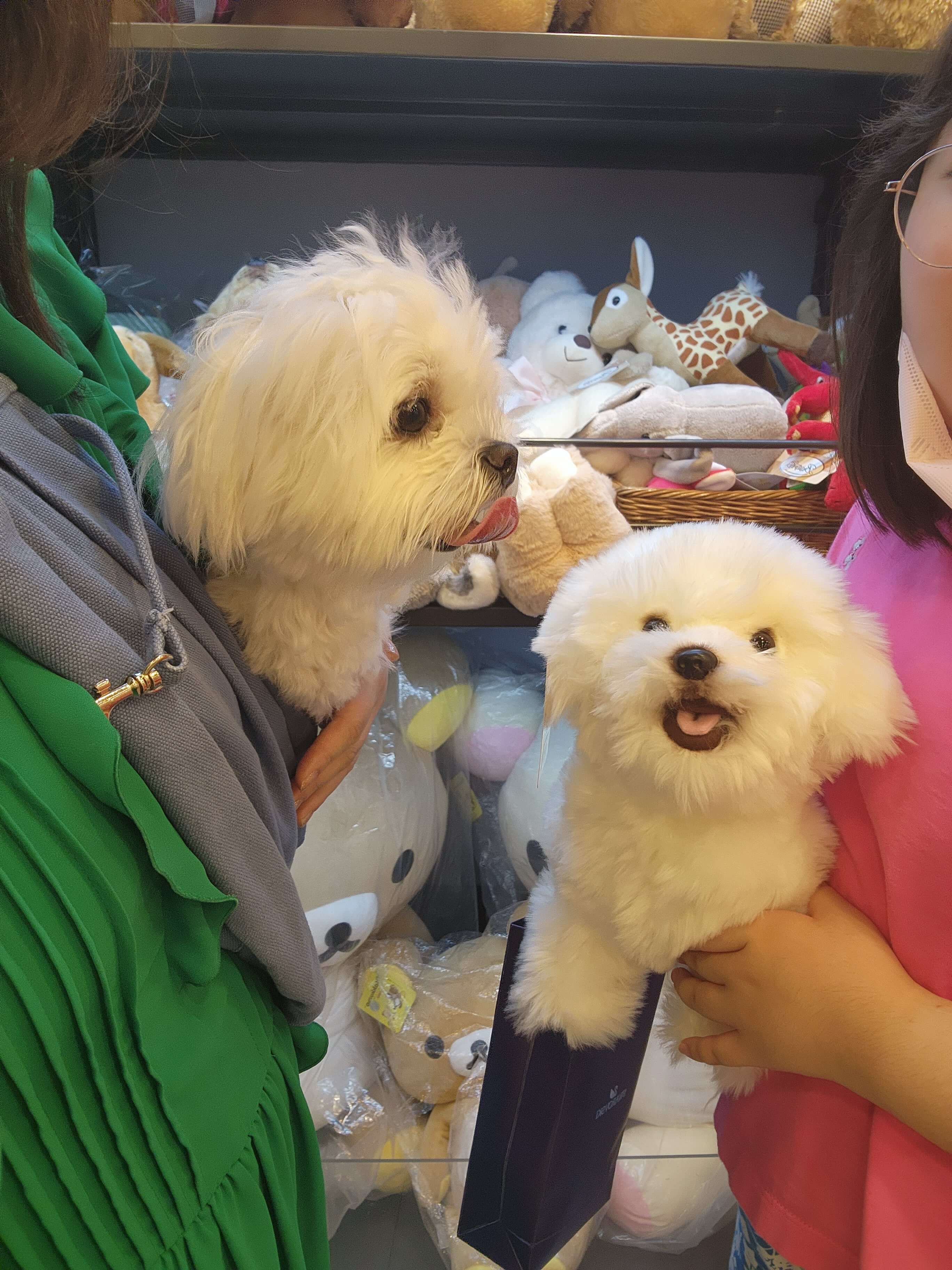 전주 애견동반 갈만한곳 객사길 