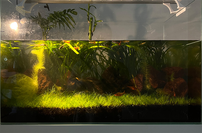 무환수, 무여과 어항 도전기