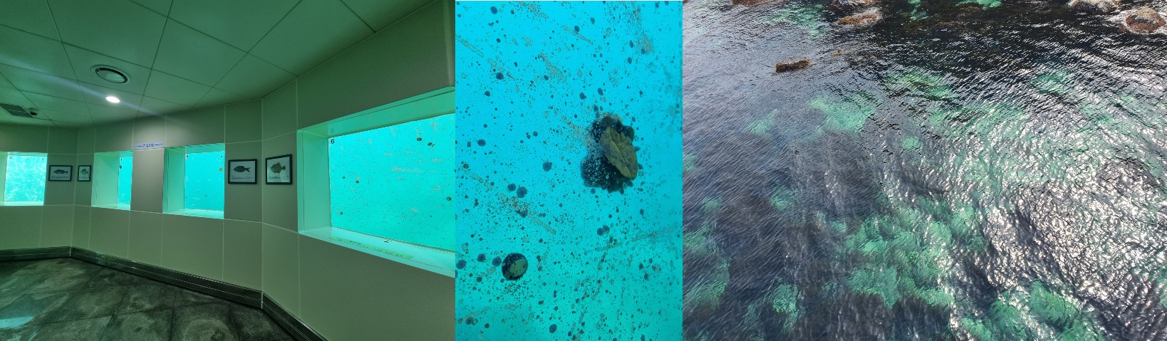 울릉도 해중전망대