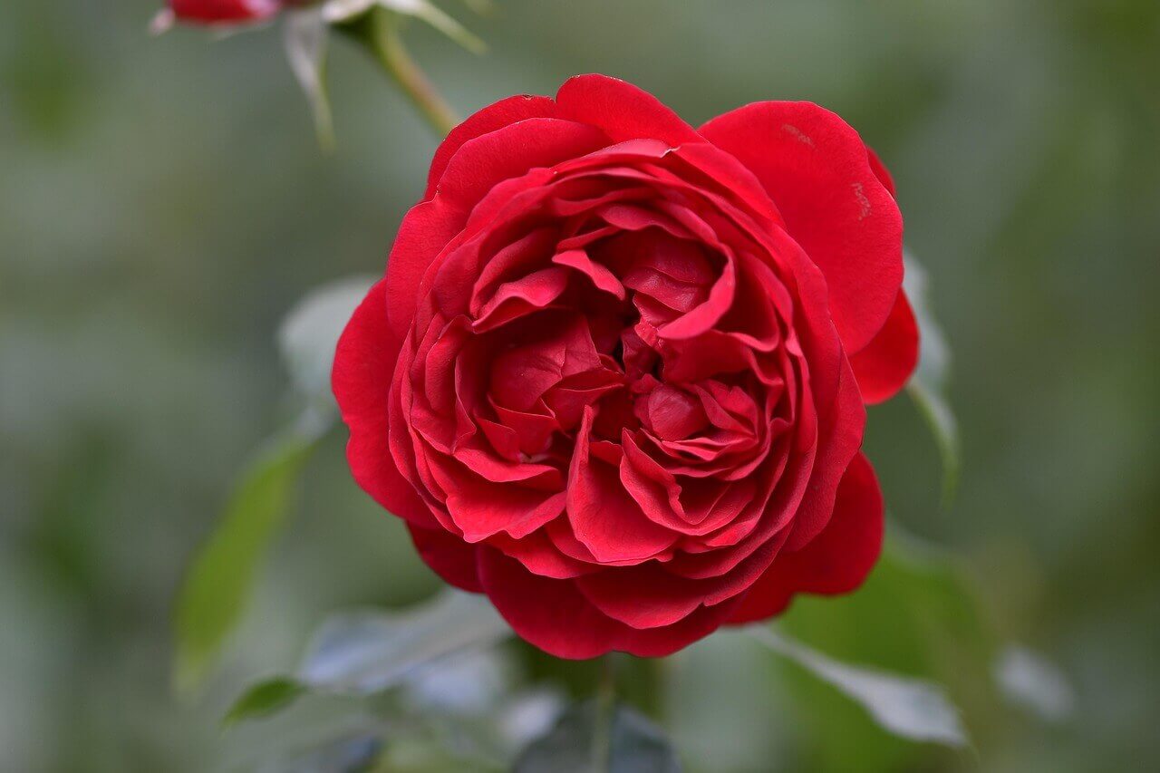곡성 세계장미축제 관련 정보