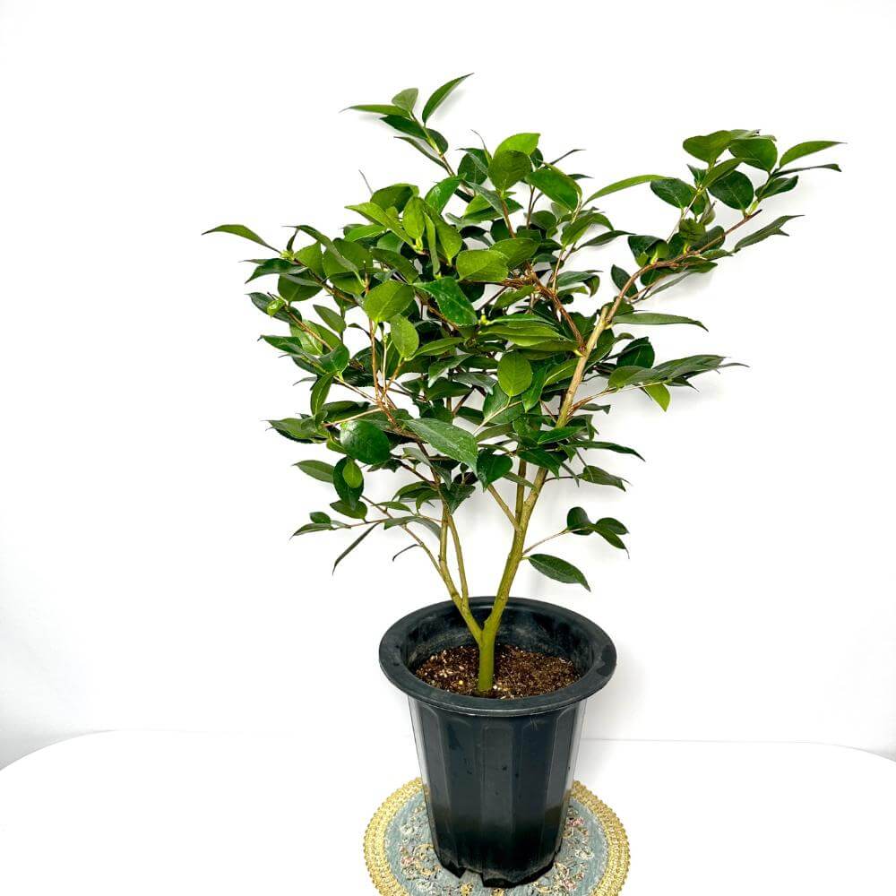 동백나무 키우는방법