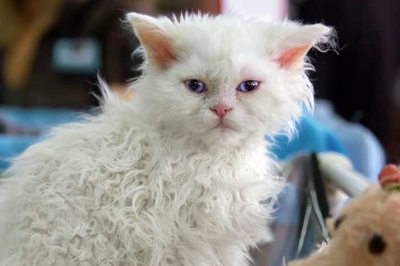 셀커크 렉스의 사진