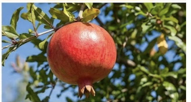 사과나무에 열려있는 사과 한 개