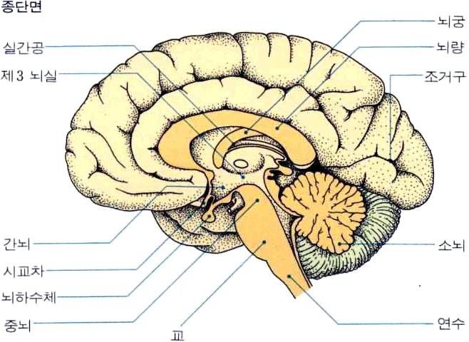 다이돌핀과 뇌구조