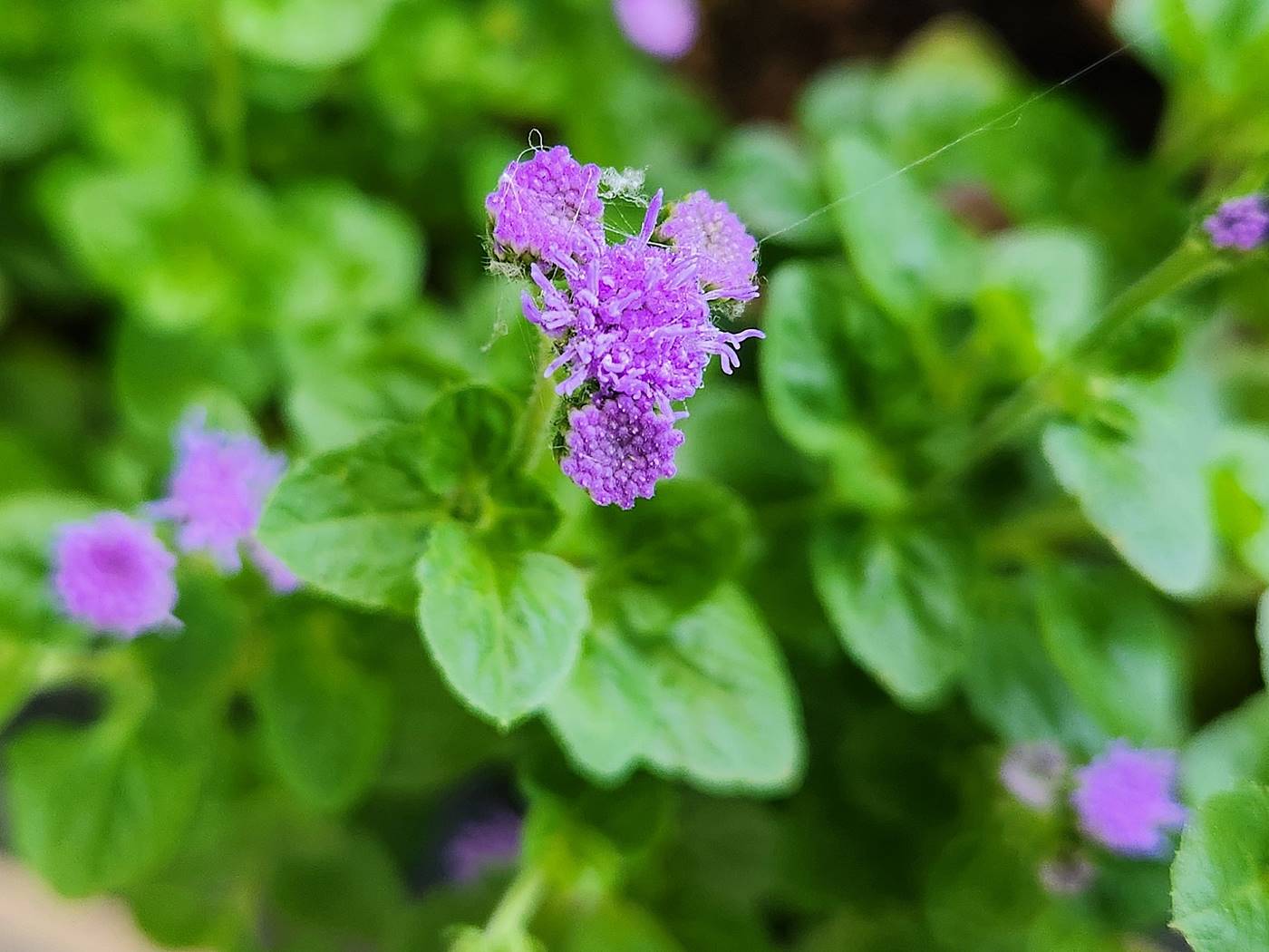 아게라텀(불로화) Ageratum