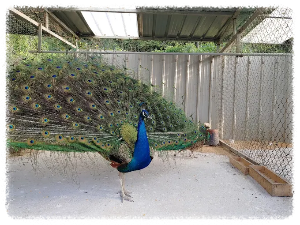 한우드림 동물체험장