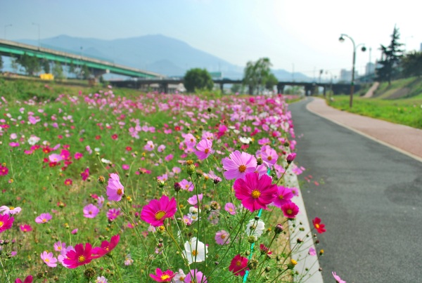 10월에 피는 코스모스