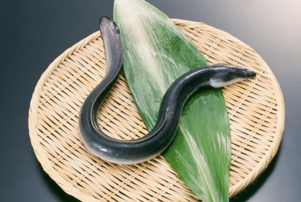 장어 효능
