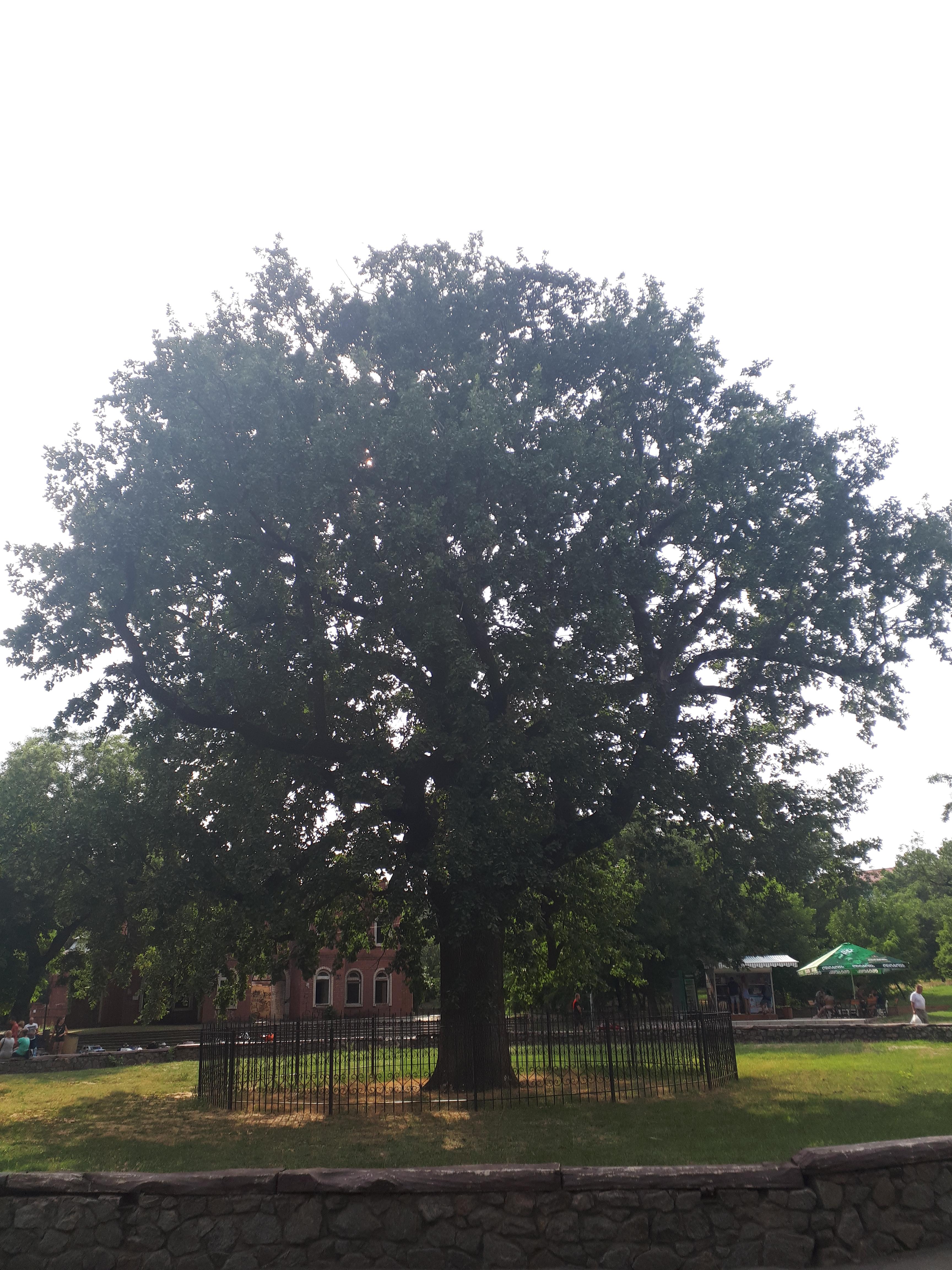 우크라이나 헤르손 드네프르 강변 공원의 기념수