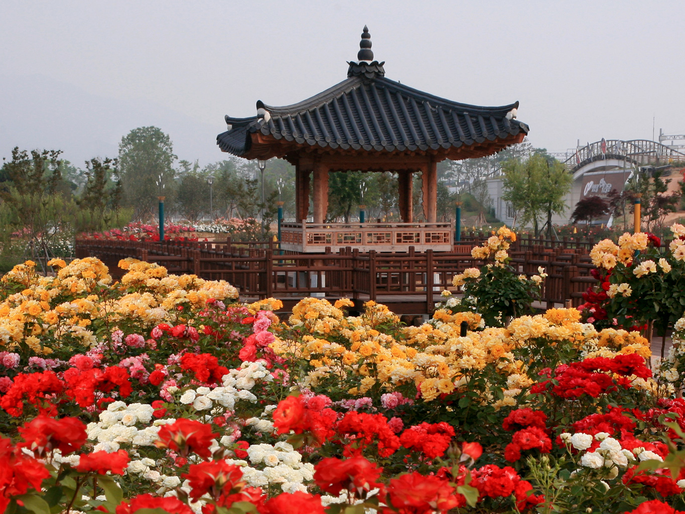 정자가 있고 주변에 알록달록한 장미꽃들이 피어있는 사진