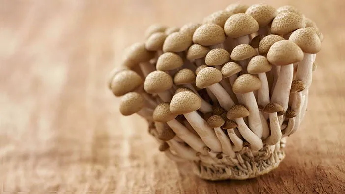 만가닥버섯 효능_1