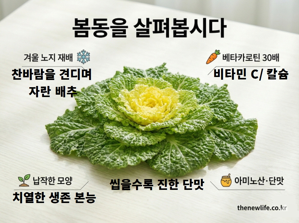 봄동 특징과 영양 성분 인포그래픽. 겨울 노지 재배로 납작한 모양, 일반 배추보다 30배 많은 베타카로틴, 풍부한 아미노산과 단맛 함유