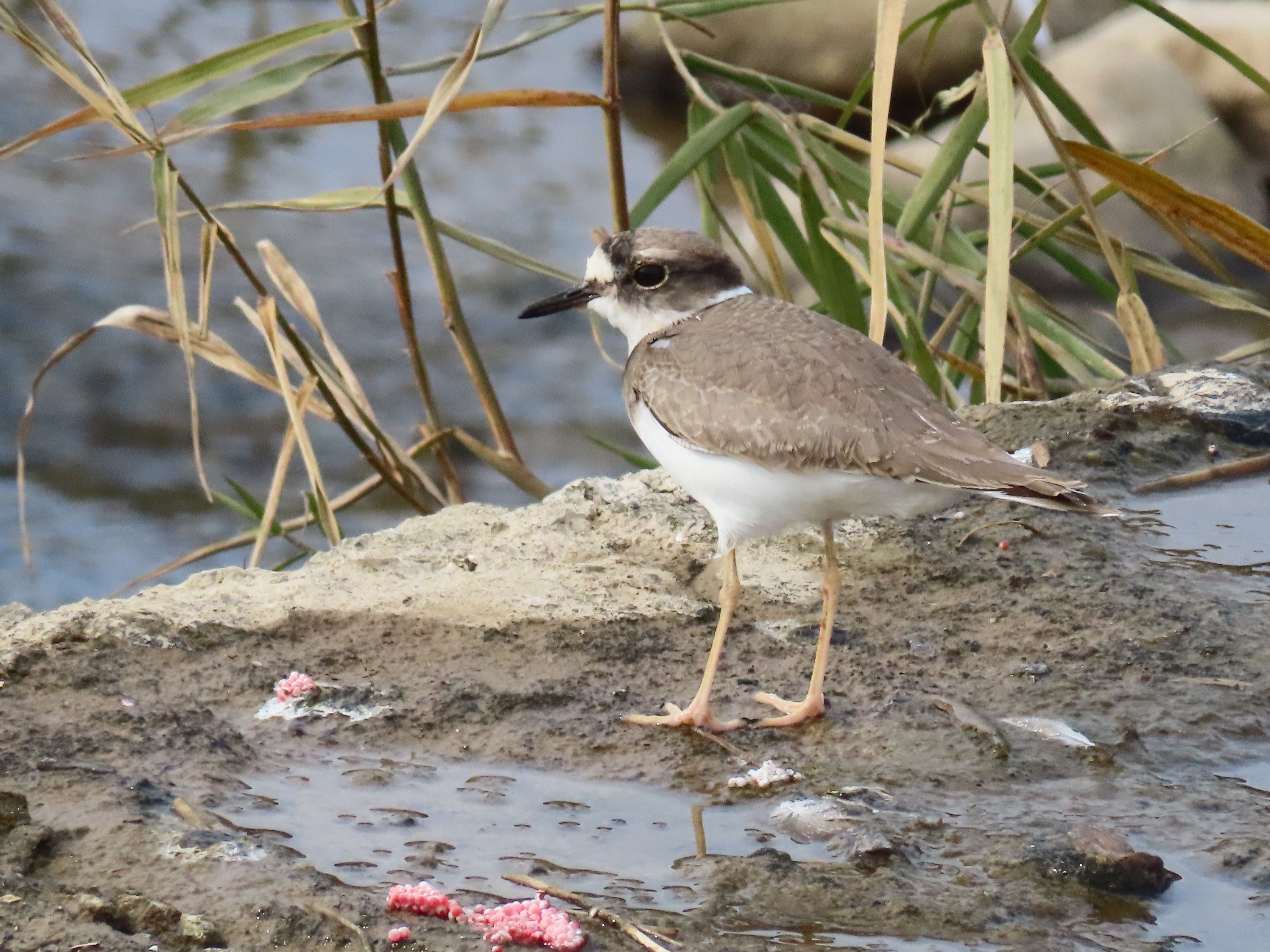 흰목물떼새, 갯벌 위의 마지막 경계자
