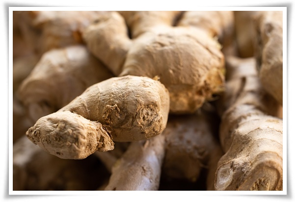 "10월 하순, 생강 수확 하세요!" 생강의 매력과 건강 효능, 최적의 수확시기! 생강의 효능과 활용!