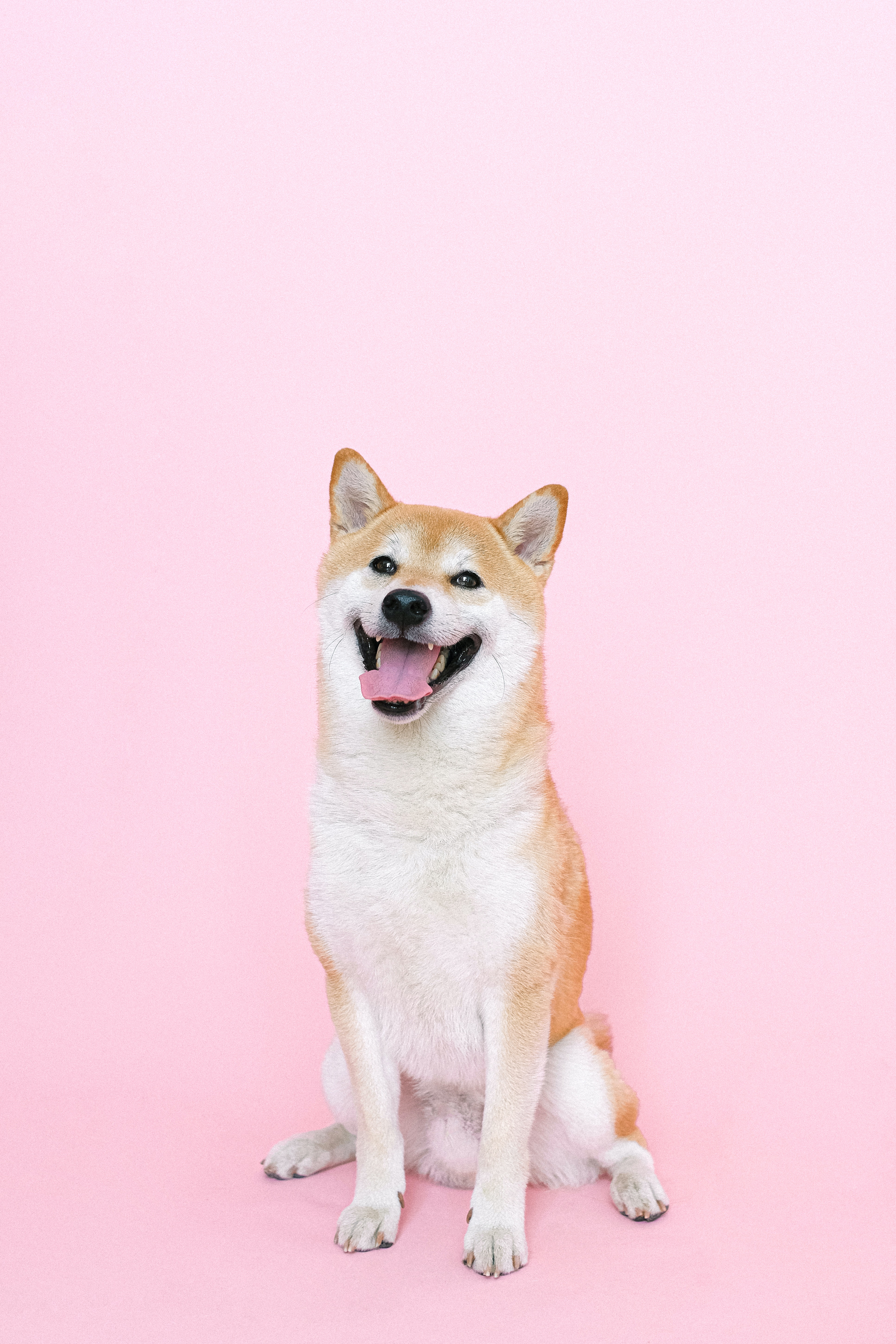 강아지 스트레스