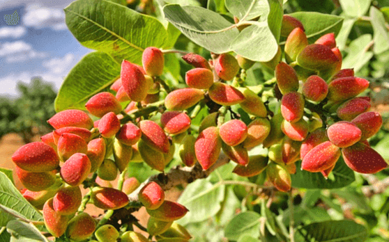 초록 나무에 붉은색 계통의 피스타치오 열매들이 가득 열려있고, 나뭇잎은 손바닥 길이만큼 길고 좀 넓다.