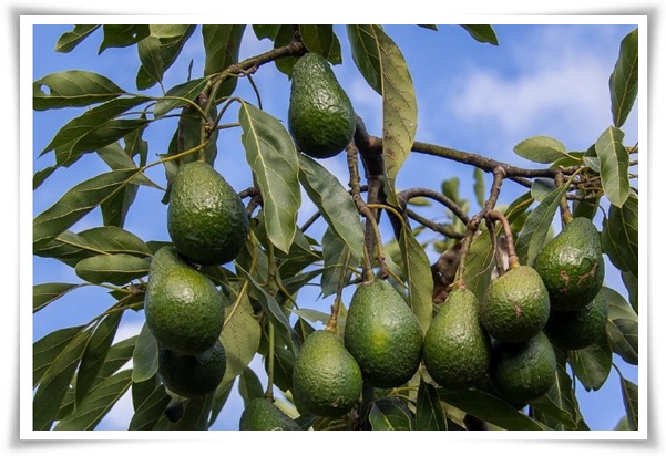 정원 "아보카도 키우기" 씨앗 하나로 나만의 초록 오아시스!