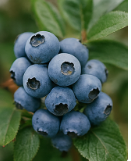 블루베리 효능