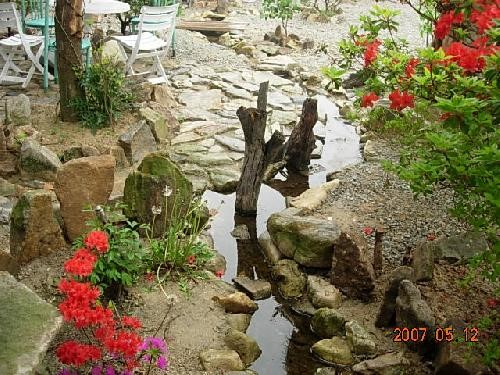 청정골 한국 상황버섯 원목분양 버섯판매 정원