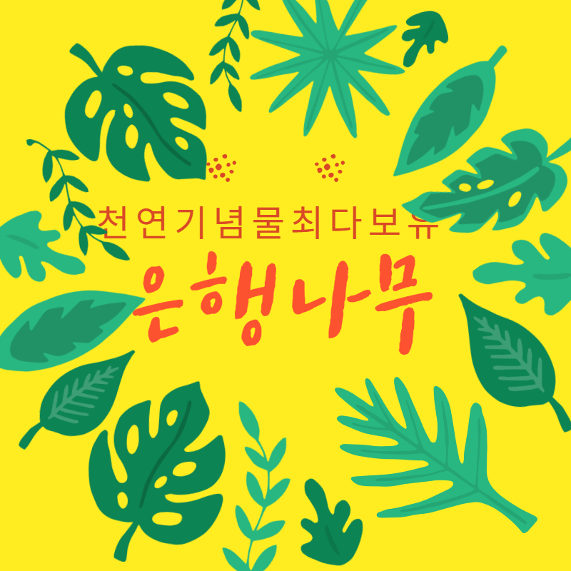 천연기념물 최다보유 은행나무