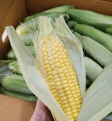 옥수수수염깨끗정리한옥수수