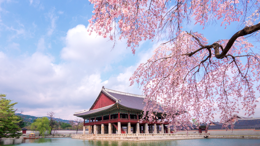 벚꽃 명소 2026