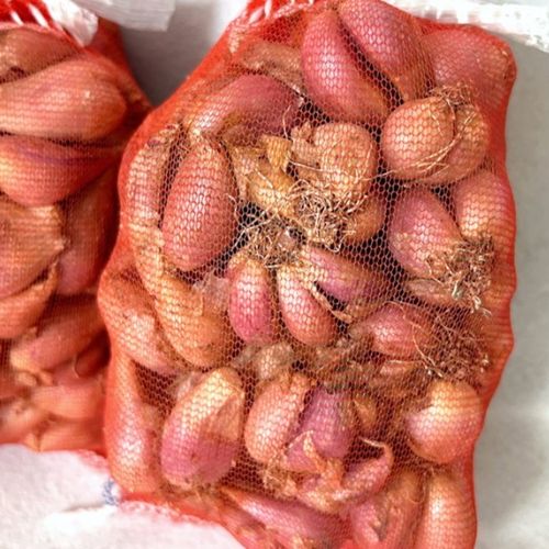 쪽파 씨앗(종근)