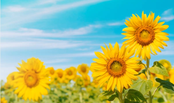 보기만 해도 힐링되는 해바라기 사진