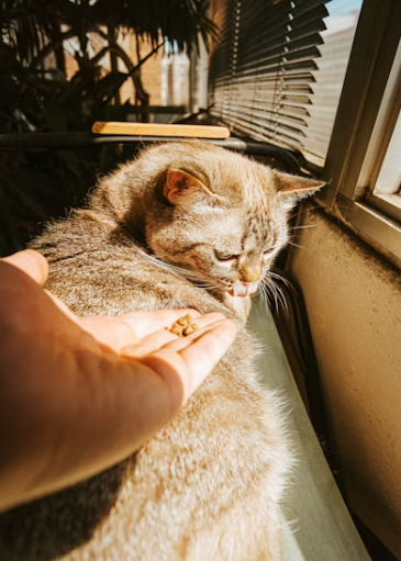 알러지와 함께 살아가기: 현실적인 실내 관리 팁
