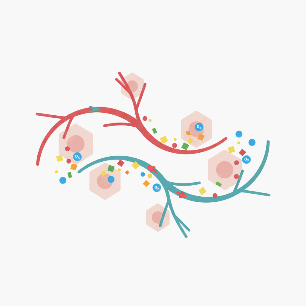 미세혈관이 세포로 영양을 전달하는 과정을 상징적으로 표현한 일러스트레이션