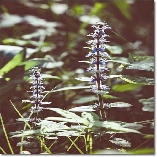 블랙 코호시 효능