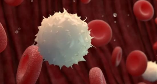 면역 체계의 모든 것 Immune System