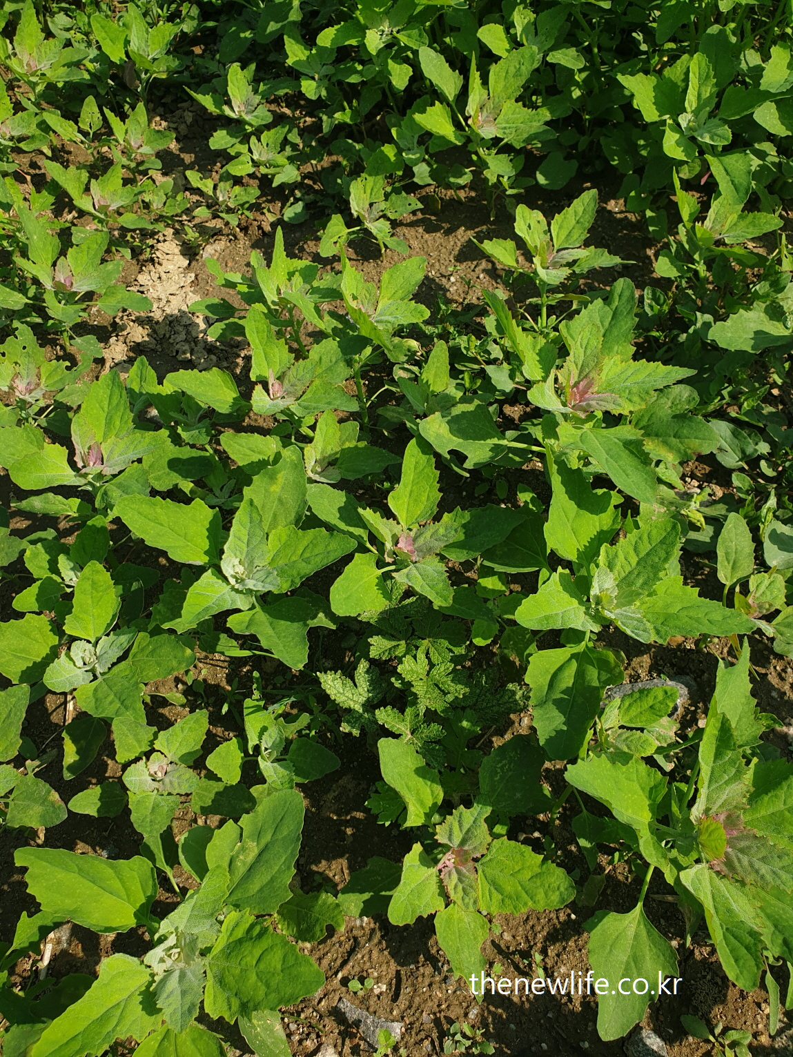 A lush field of young Chenopodium plants under spring sunlight / 햇살 아래 푸르게 자란 싱싱한 명아주 밭